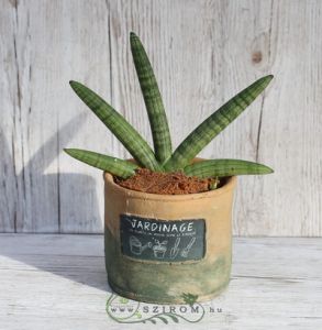 Sansevieria with cylindrical leafs in pot