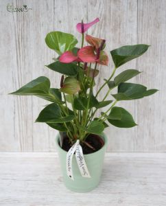 anthurium with pot