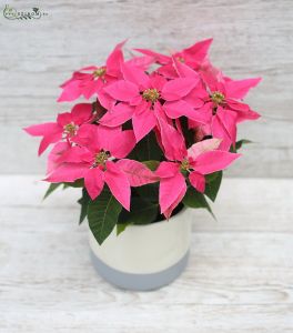 Euphorbia pulcherrima in pot pink