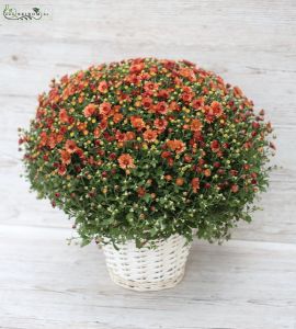 Grosse Chrysanthemum im Topf