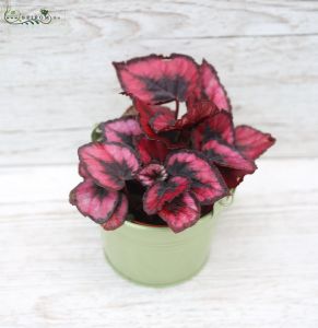 Mini Begonia in pot