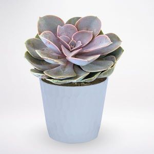 Echeveria Lilacina in pot (indoors)