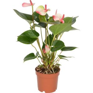 Anthurium in pot, pink - white