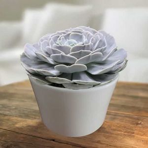 große Echeveria in verschiedenen Farben