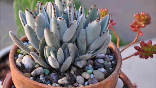 Kalanchoe Tomentosa in pot