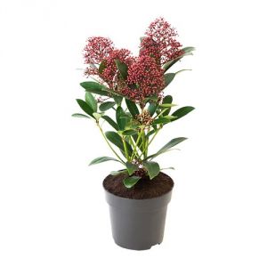 Skimmia in pot (outdoors)