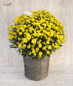 Big yellow chrysanthemum sphere in pot (outside plant)