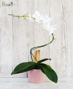 White spiral orchid in pot