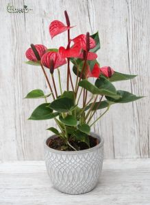 Rotes Anthurium (Zimmerpflanze)
