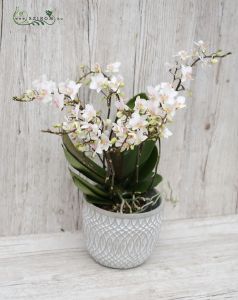 Phalaenopsis Orchidee mit vielen Blumen im Topf