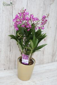 Multiflora Dendrobium Orchidee im Topf (Zimmerpflanze)