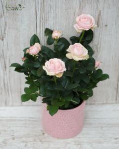 Rose in cheramic pot (inside - outside plant)