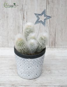 Espostoa Melanostele in pot with decor