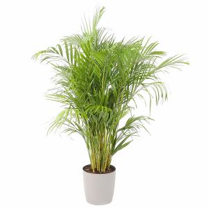 Areca lutescens (T:27cm, H:150-170 cm)