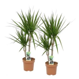 Dracaena marginata 2 strains (p:19cm, h:120cm)