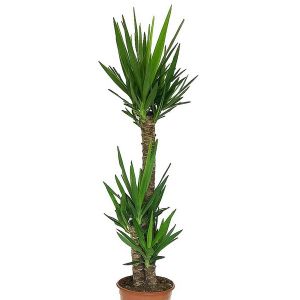 Yucca elephantipes 3 Stämme (cs:24cm, m:130cm)