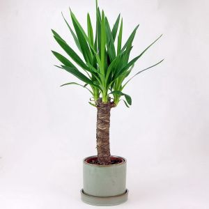 Yucca elephantipes im Korb (30cm)