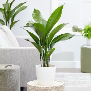 Aspidistra elatior (T:17cm, H:110cm)
