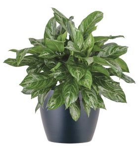 Aglaonema (T:27cm, H:75cm)