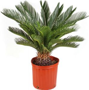 Cycas revoluta (p:21cm, h:90cm)