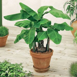 Musa (p:19cm, h:120cm)