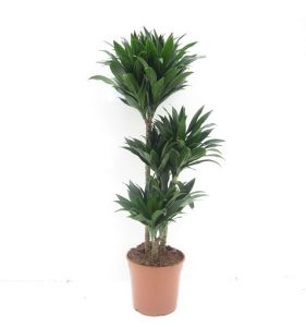 Dracaena deremensis Compacta (T:27cm, H:100cm)