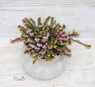 Erica in different colors in a pot