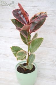 Ficus elastica Belize im Topf (40cm)