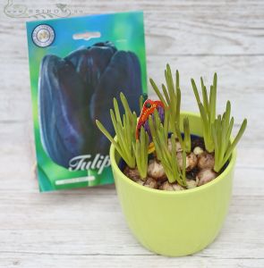 Muscari im Topf mit Tulpenzwiebeln (20cm)