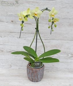 ívelt, kétágú Phalaenopsis orchidea kaspóban, fehér (beltéri)