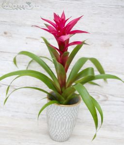 Guzmania in pot (58cm - indoor plant)