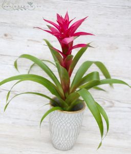 Guzmania bromélia kaspóban (58cm - beltéri)