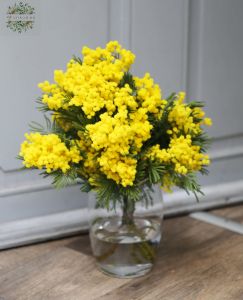 Mimosen in Vase (5St)