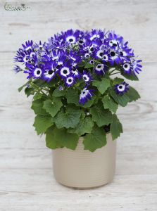 blue or pink cineraria in pot
