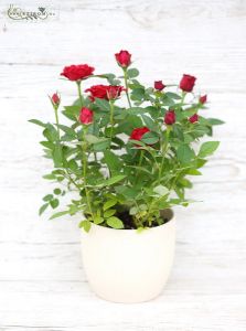 rote Mini-Rose im Topf