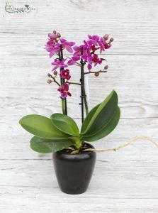 mini Phalaenopsis in pot