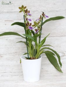 Zygopetalum Louisendorf in Topf