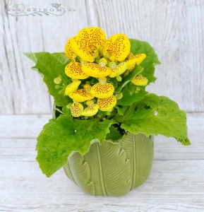 calceolaria in pot (22cm with the pot)