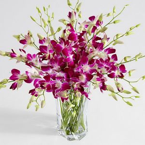 13 purple dendrobium orchid in vase
