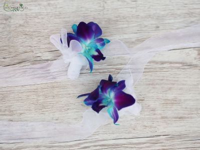 kardísz kék dendrobium orchideából