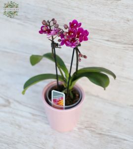 Phalaenopsis multiflora Orchidee mit Blumentopf 26cm - Zimmerpflanze