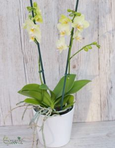 Phalaenopsis  orchidea - szobanövény