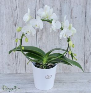Gebogene Phalaenopsis-Orchidee in einem Blumentopf - Zimmerpflanze