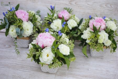 Centerpiece in concrete pot 1 db (peony, lisianthus, gentian, pink, cream, blue)