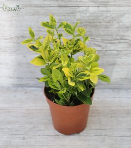 Euonymus, 30 cm - balcony plant