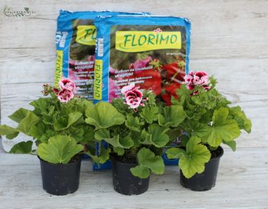 Balkon szett, 3 db angol muskátli, 20l virágfölddel
