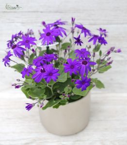 Cineraria im Keramik