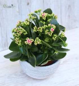 big calanchoe in pot