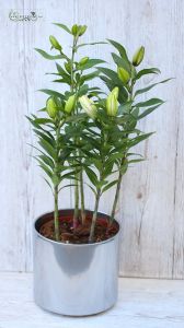 oriental lilies in pot