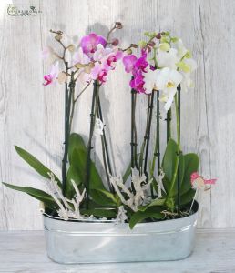 3 Phalaenopsis Orchideen im Zinntopf mit Vogel